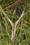 Michaux's milkweed